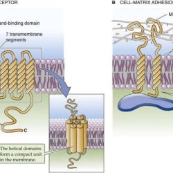 Peripheral proteins transmembrane integral membrane proteine perifere eiwitten perifer mengandung eukariotik bagian sel tussen pediaa