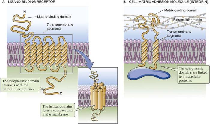 Peripheral proteins transmembrane integral membrane proteine perifere eiwitten perifer mengandung eukariotik bagian sel tussen pediaa