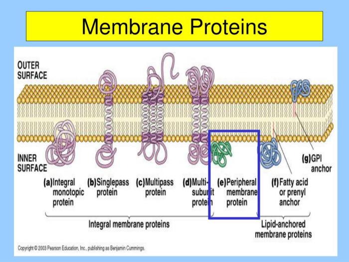 Label the image of transmembrane proteins