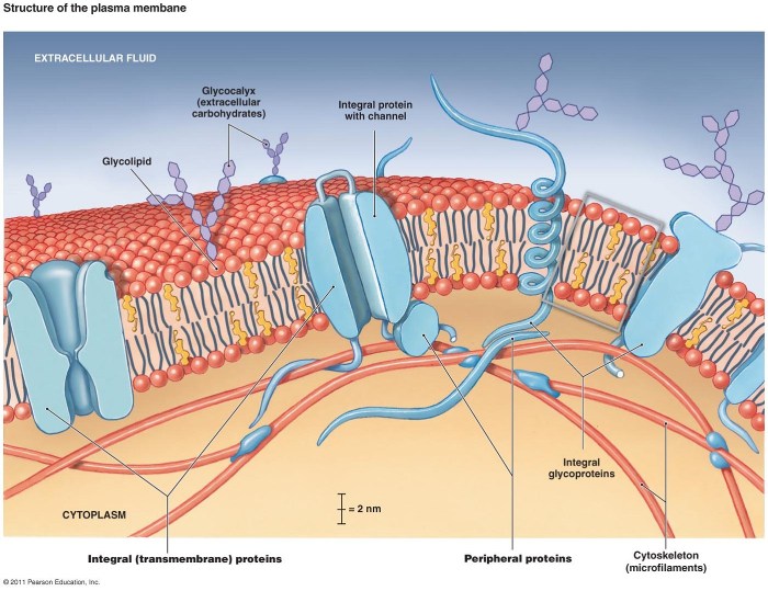 Label the image of transmembrane proteins