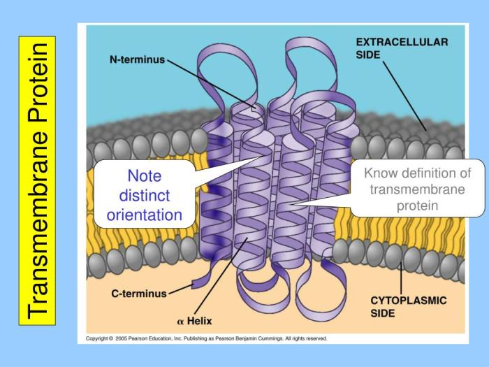 Protein transmembrane hydrophobic hydrophilic membrane plasma proteins labeled peripheral