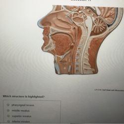 Structure bones types