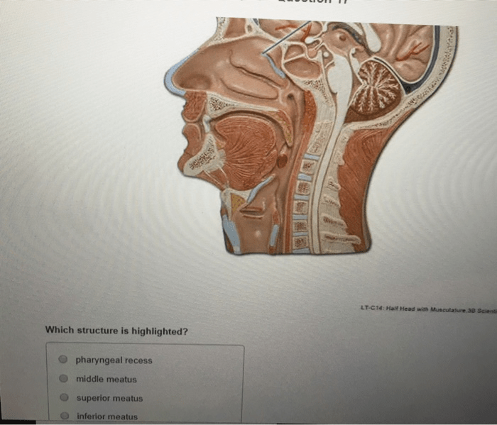 Structure bones types